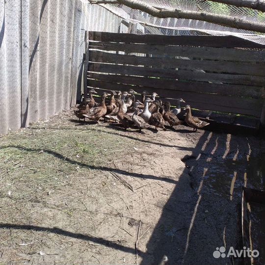 Подсадные Утки