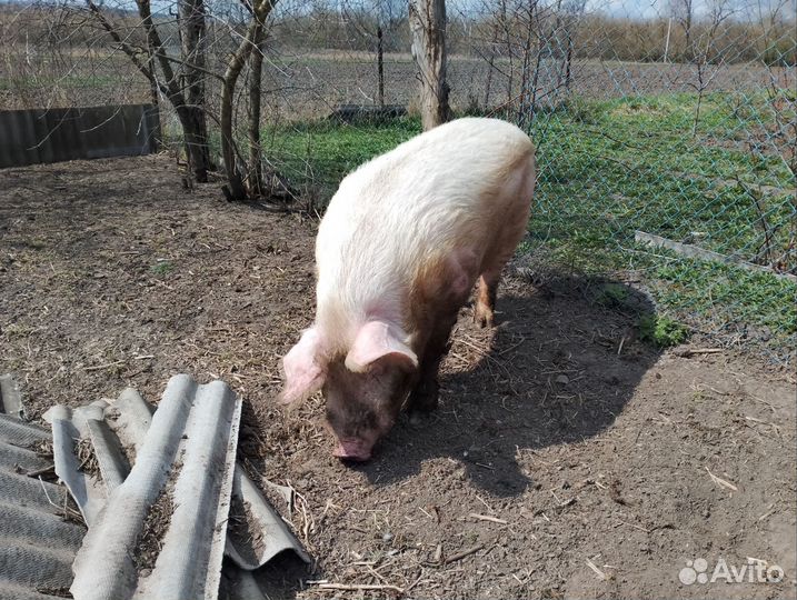 Хряк Иннокентий 2 годика, на племя