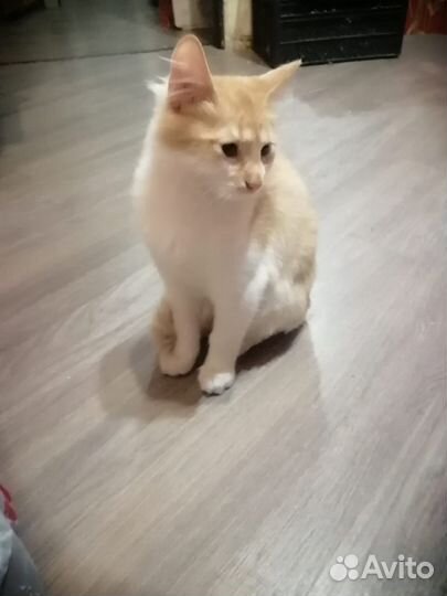 Кот