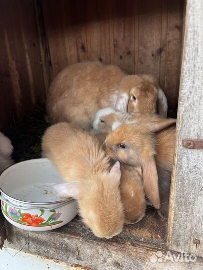 Кролики породы французский баран