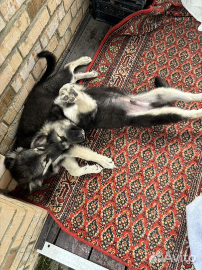 Кабель и сука Метис Восточноевропейская овчарка