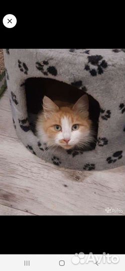 Сибирская кошка
