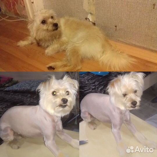 Стрижка собак и кошек