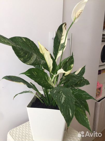 Спатифиллум Домино вариегатный