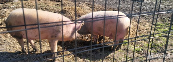 Мясо свинина домашняя