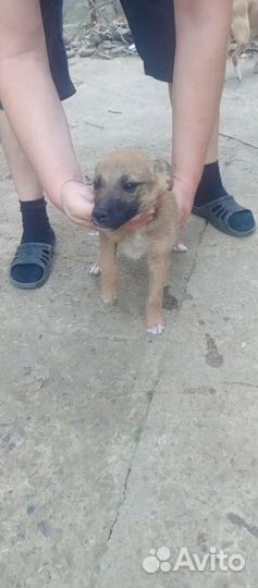 Щеночки в дар