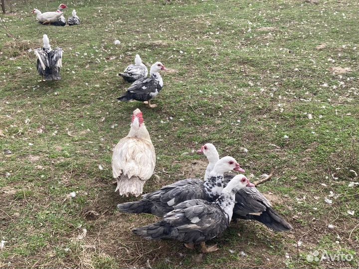 Индоутки на племя