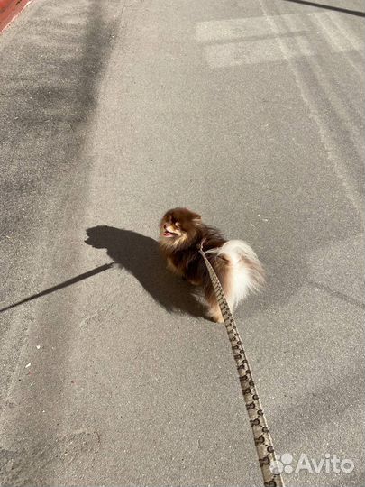 Передержка собак мелких пород