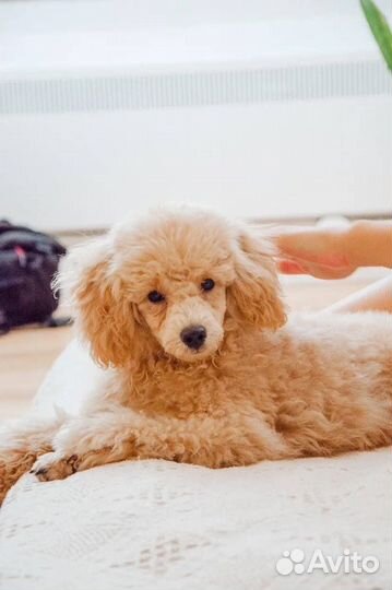 Карликовый пудель вязка