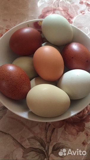 Свежие домашние Яйца мясо птицы