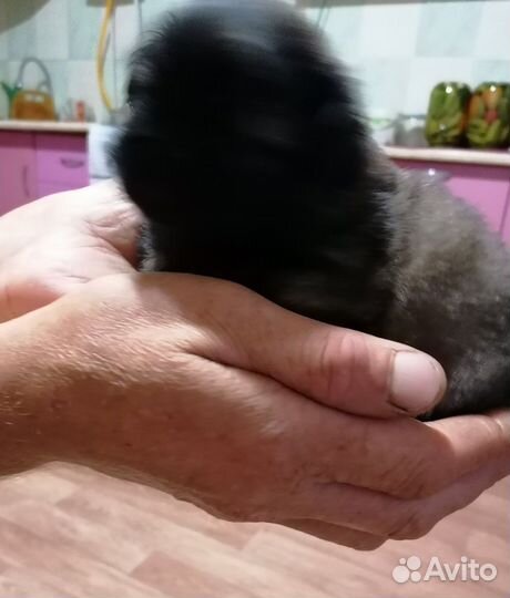 Щенки пекинеса