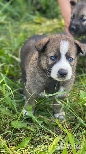 Щенки хаски бесплатно