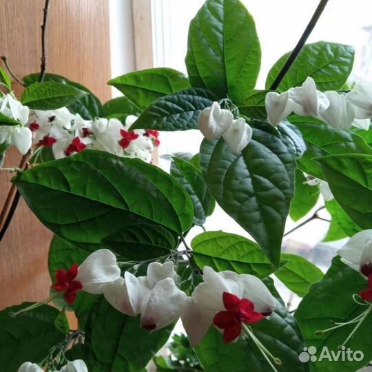 Клеродендрум Томпсона