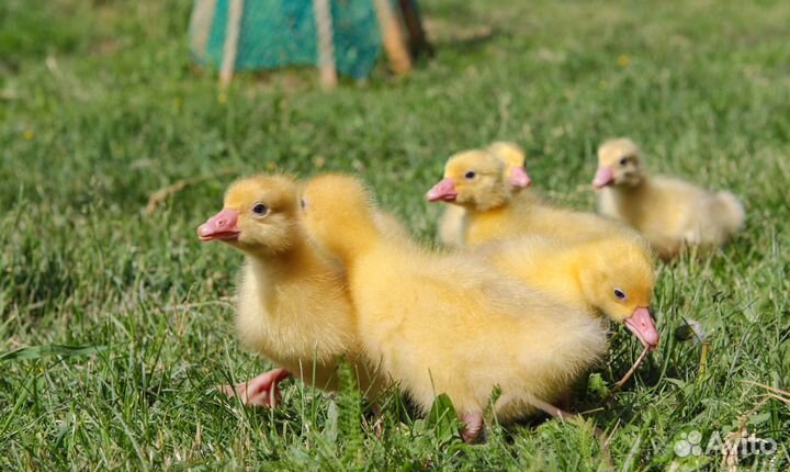 Суточные и подрощенные гусята