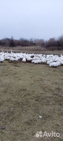 Продаются гуси