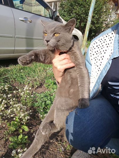 Котику нужен дом