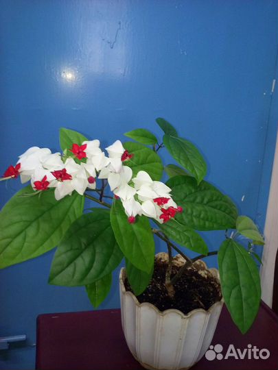 Клеродендрум цветущий и бегония