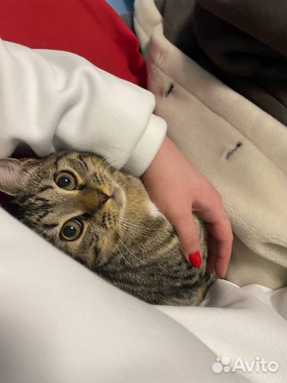 Догситтер, зооняня, передержка