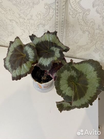 Бегония эскагорт