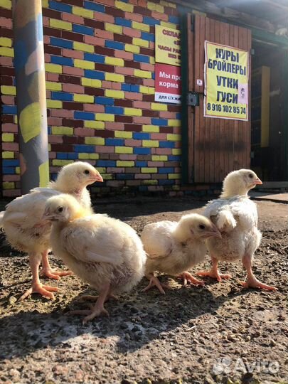 Цыплята бройлеры кобб 500