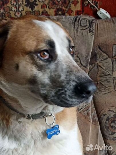 Метис алабая ищет семью