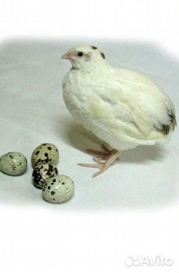 Техасский перепел