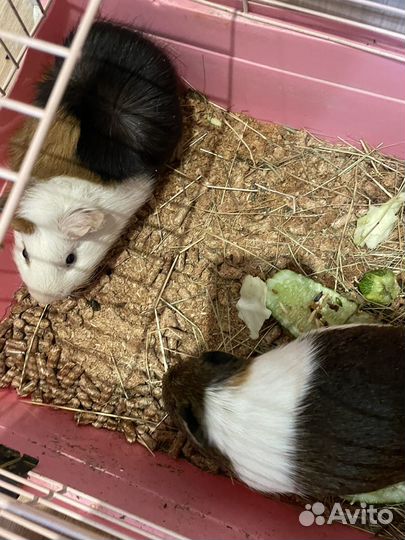 Морские свинки