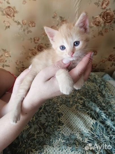Котята девочки бесплатно рыжего и черного цвета
