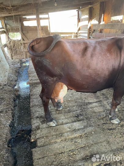 Корова дойная