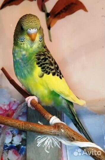 Птенец волнистого попугая