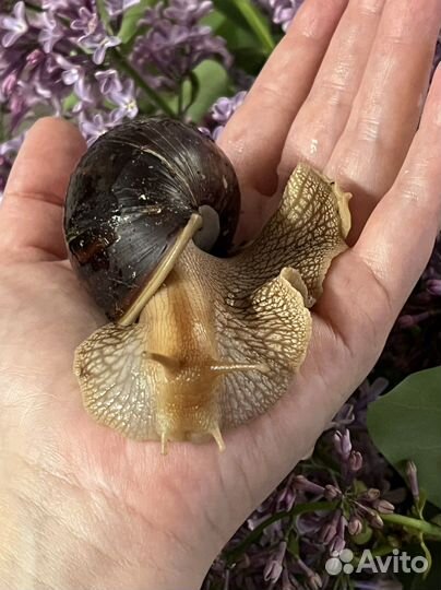 Улитки ахатины