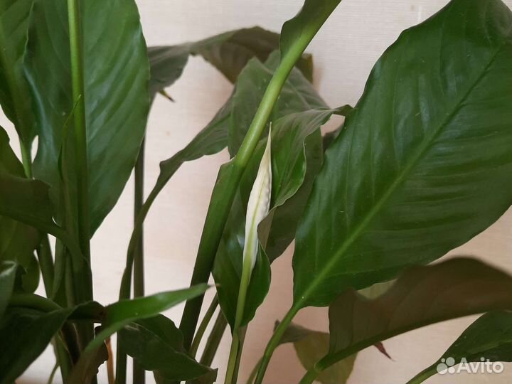 Спатифиллум