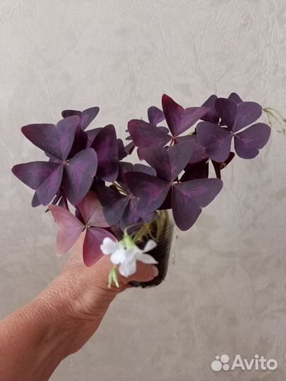 Кислица оксалис