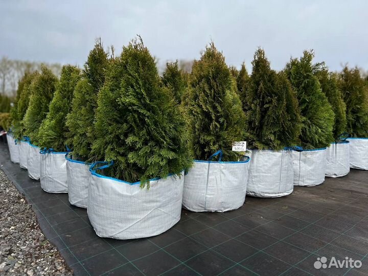 Туя Смарагд Витбонт