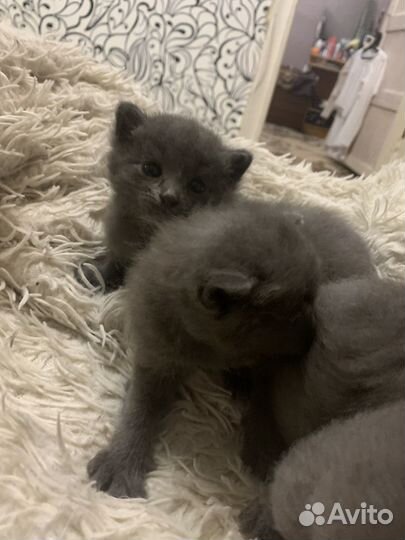 Котята от британца бесплатно