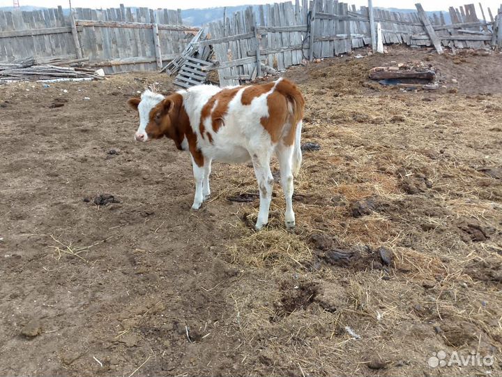 Телки 10 месяцев