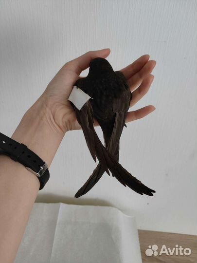 Помощь птицам