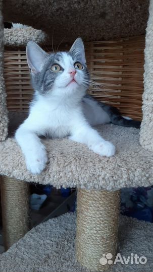 Котята (мальчики)