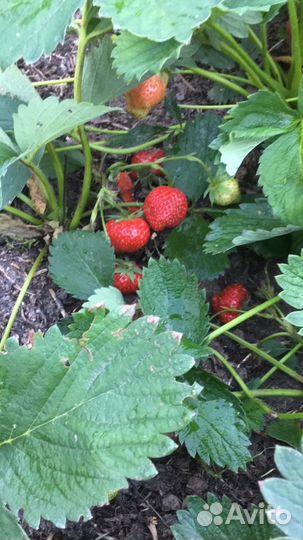 Рассада ремонтантной клубники из Голландии