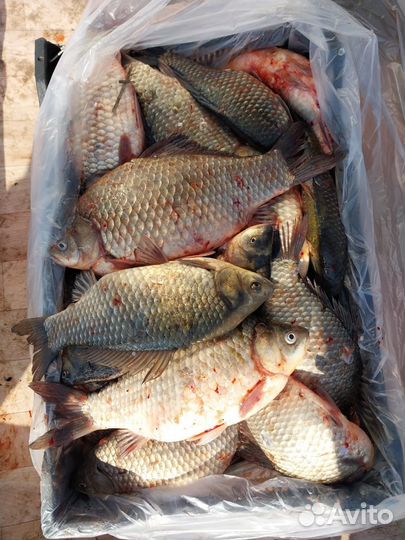 Рыба свежая