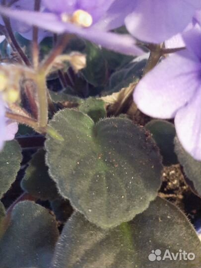 Комнатные растения большая активно цветущая фиалка
