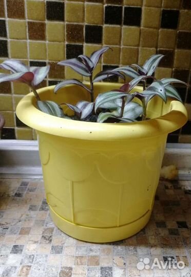 Традесканции трехцветные