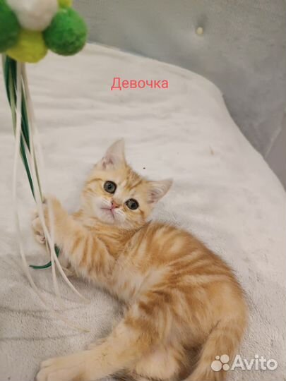Шотландские котята