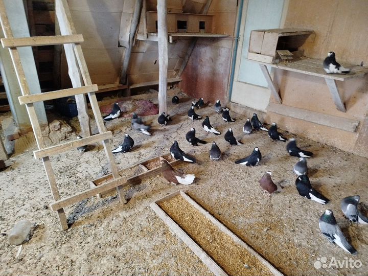 Продажа голубей