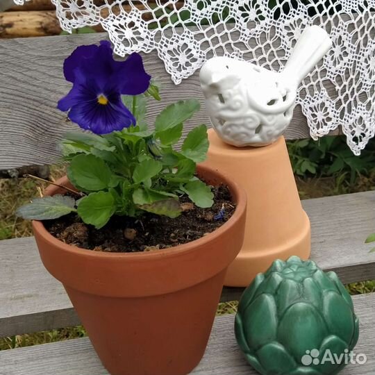 Рассада однолетних цветов, петуния,Виола, алиссум