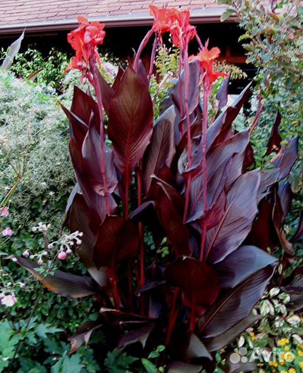 Клубни канны