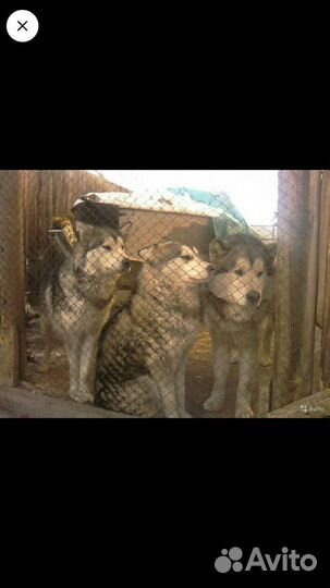 Щеночки маламута