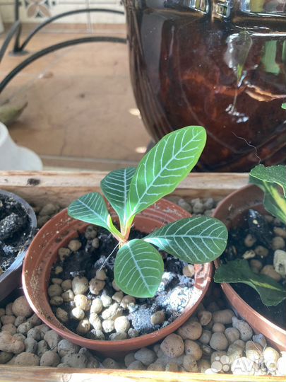 Молочай, каланхоэ, глоксиния, декабрист