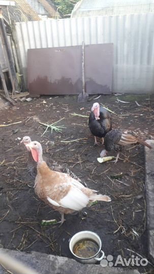 Индюки домашние