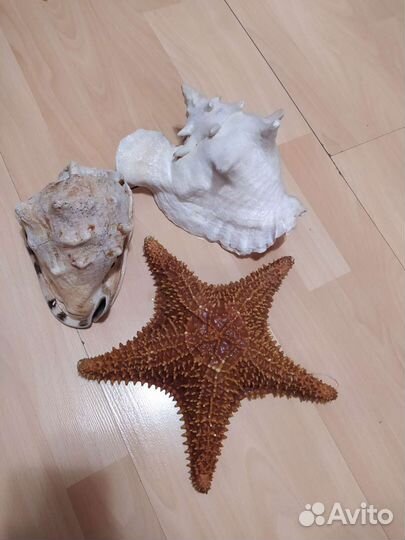 Каракола, морская звезда, раковина
